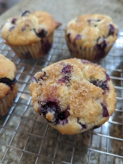 Blueberry Muffin